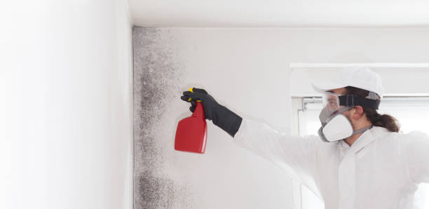 Mold Removal Process in New Llano, LA