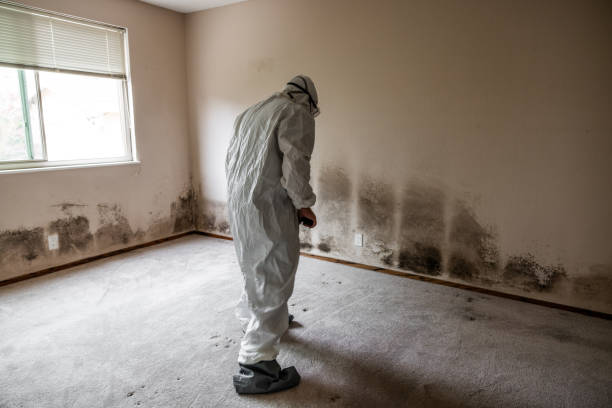 Crawl Space Mold Removal in New Llano, LA